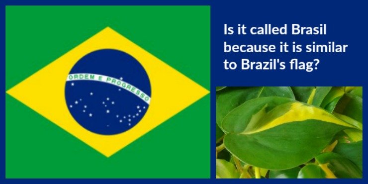 image of Philodendron brasil side by side to Brazil's flag