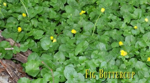 Lesser Celandine – Crowding Out Our Spring Wildflowers