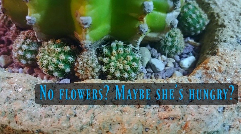 The need to feed Cactus care Succulent feeding