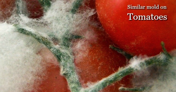 image of Tomatoes with a similar mold