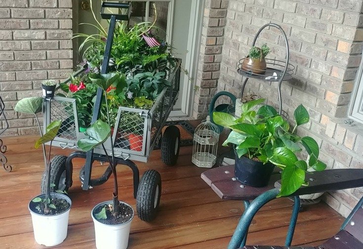 When you have to wagon your plant haul inside