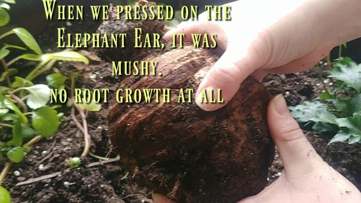 Digging up rotting Elephant ear