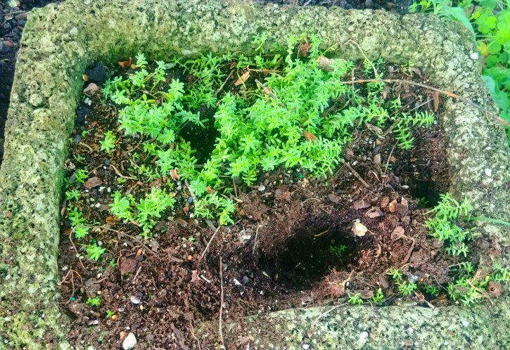image of holes dug in planters
