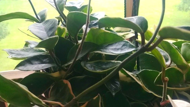 Hoya carnosa - A Great Hanging Plant