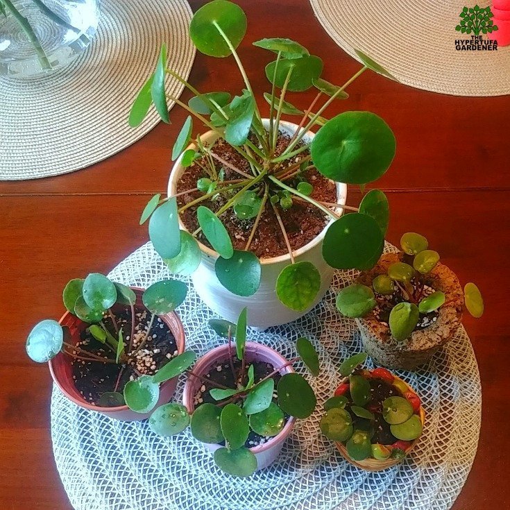 Momma Pilea and her babies after propagation