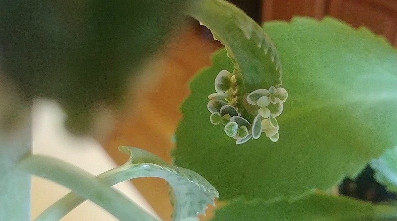 Mother of Thousands