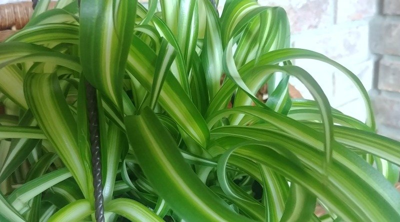 One of my hanging plants - Curly spider plant