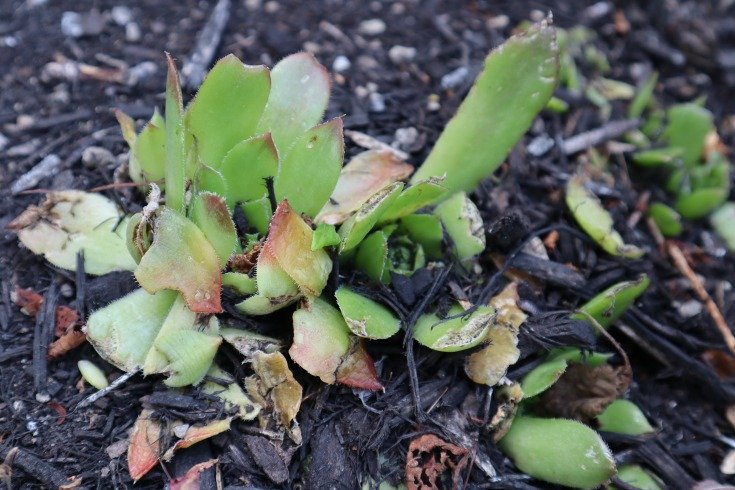 image of half-eaten succulent
