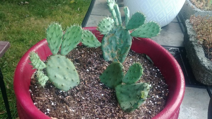 Same cactus 60 days later