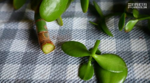 Jade Plant Care & Pruning – Cut It or Not? – I Chopped It!