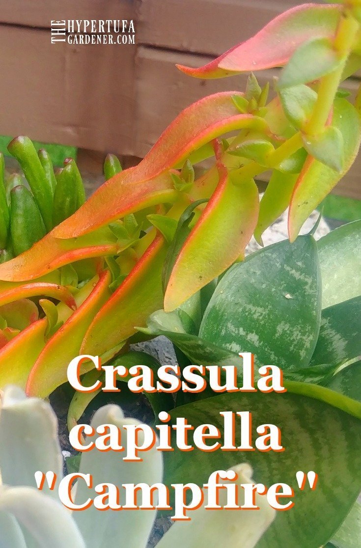 Crassula capitella Campfire - Lots of sun exposure