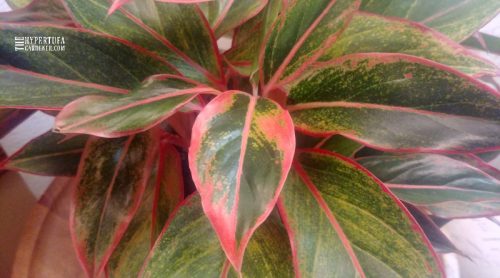Easiest Houseplant To Grow? Chinese Evergreen – Red Aglaonema