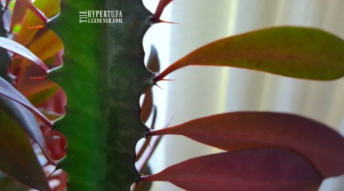 African Milk Tree Care – Euphorbia Trigona Grows Really Fast!