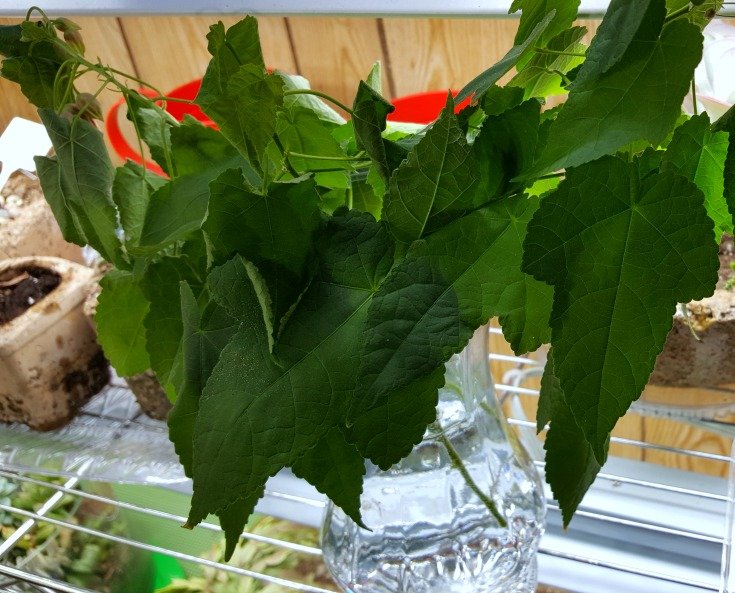 image of wilted abutilon cuttings