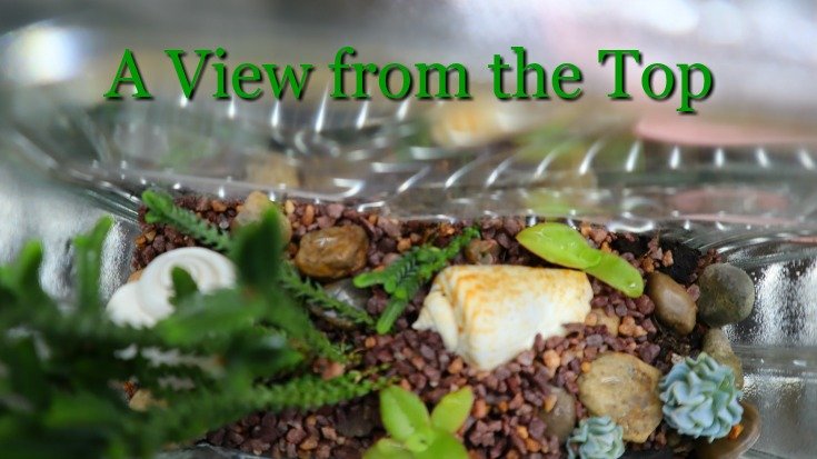 image of the top view of my mini glass block terrarium