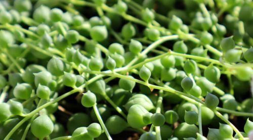 String of Pearls Care & Propagation – More Plants for Hypertufa Pot Fillers!