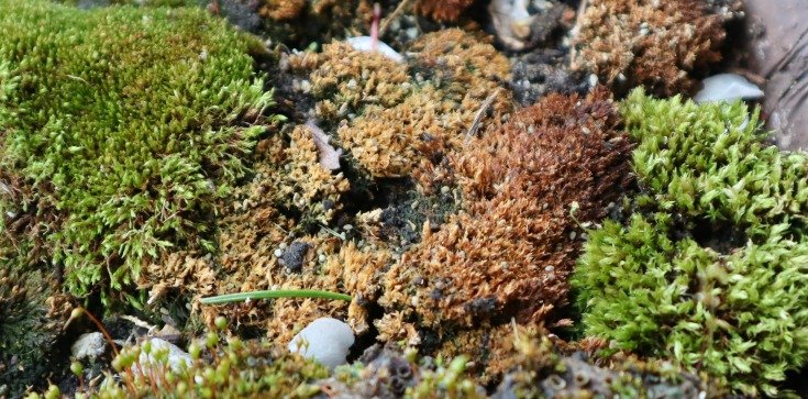 image of browning moss for garden