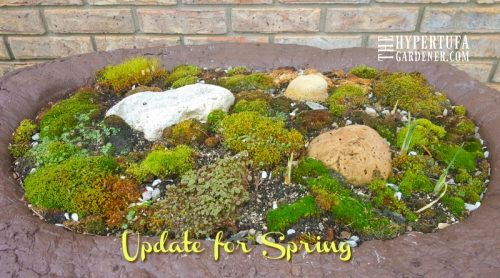 Moss For Garden Planters – My Large Hypertufa Update