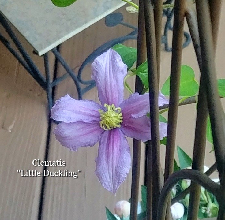 image of clematis little duckling