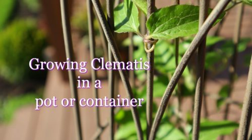 Clematis in A Container on the Deck – Third Spring and It’s Doing Well!