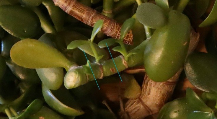 image of jade plant branch showing where to slice