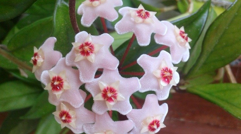 image of hoya blossom