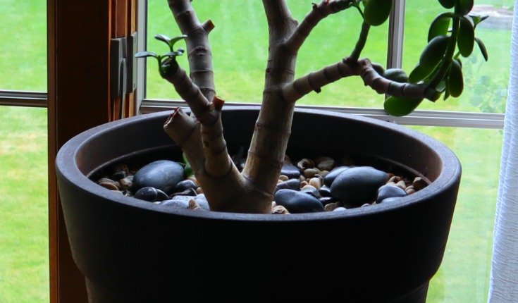 image of closeup of lower trunk of large jade plant in need of pruning