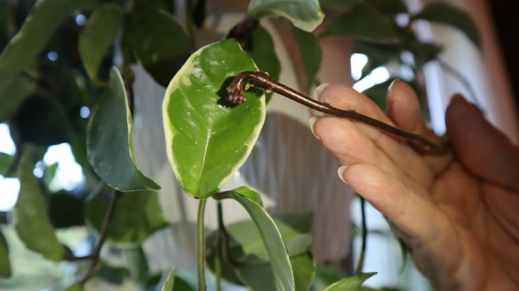 image of Hoya peduncle in the bumpy stage
