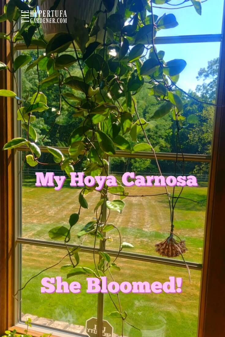 image of hoya carnosa with large bloom