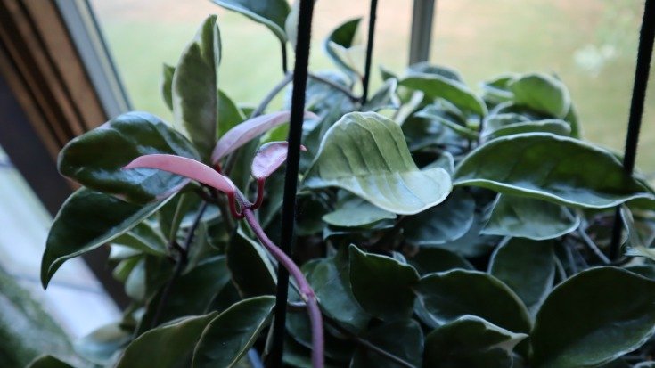 image up close on new pink growth of Hoya carnosa