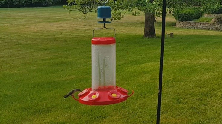image of hummingbird on feeder
