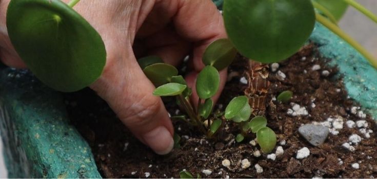 image of hand reaching into soil to pull pilea sprout