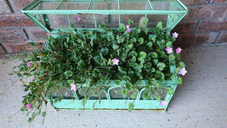 image of small Wardian case terrarium overflowing with blooming erodium