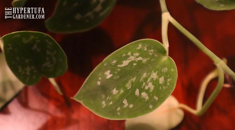 image of closeup leaf of scindapsus pictus