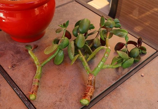image of two separate branches of Jade Plant to be rooted