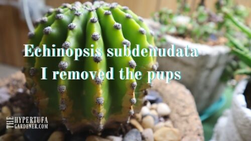 Removing Echinopsis Cactus Pups ! Mom Needs Some Rest! 15 Pups!