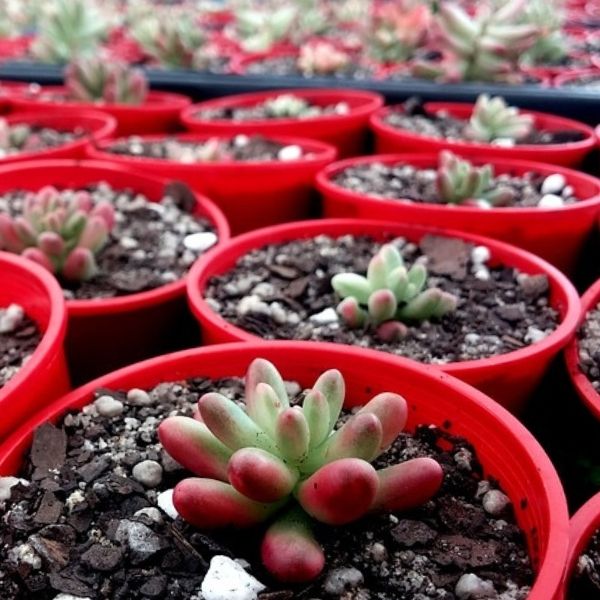 image of many potted succulents in a row