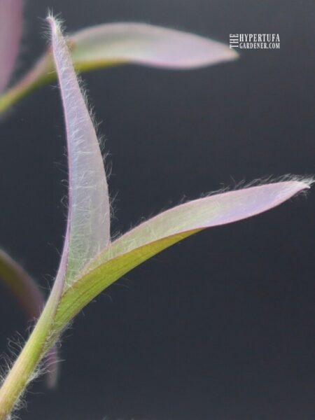 image of leaf with long downy hairs on Purple Heart Plant