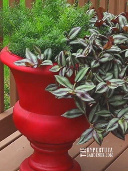 image of Tradescantia zebrina in red outdoor urn. Grows just like Purple Heart Plant