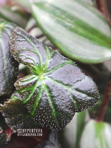 image closeup of bristles on begonia leaf