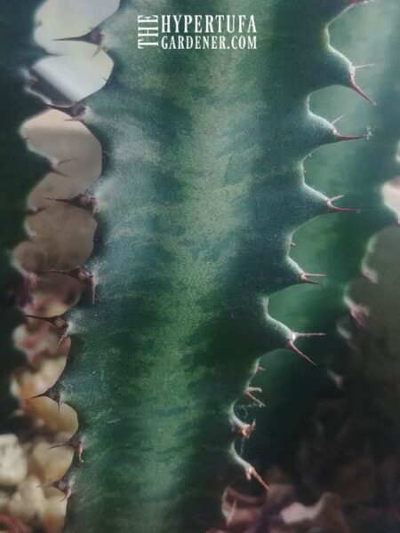 image of thorns on a growing African Milk Tree