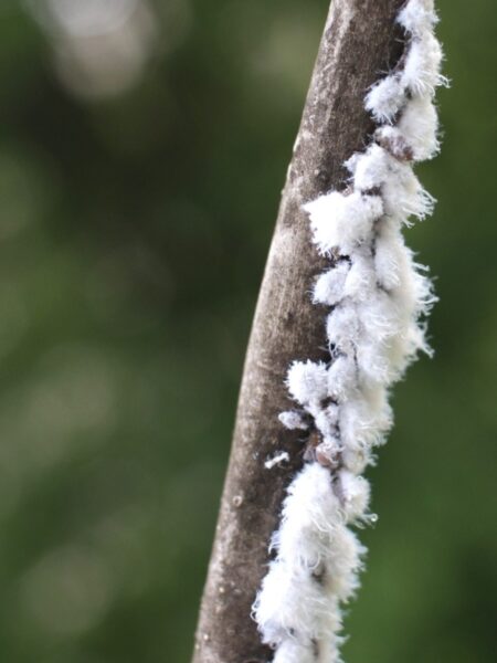 cluster of mealybugs on a branch