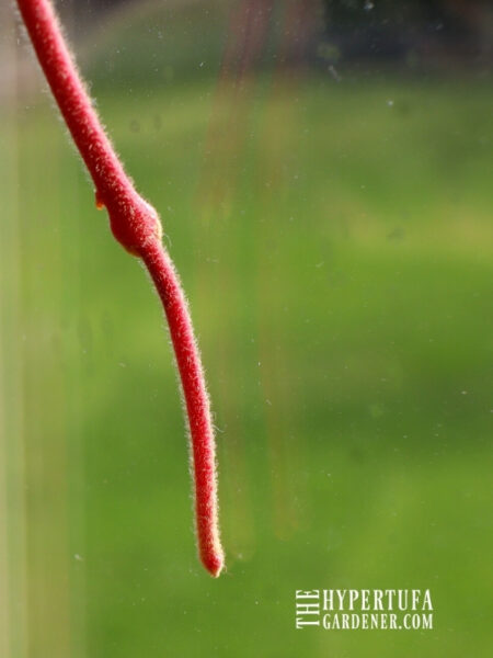 Hoya tendril growing tip with node