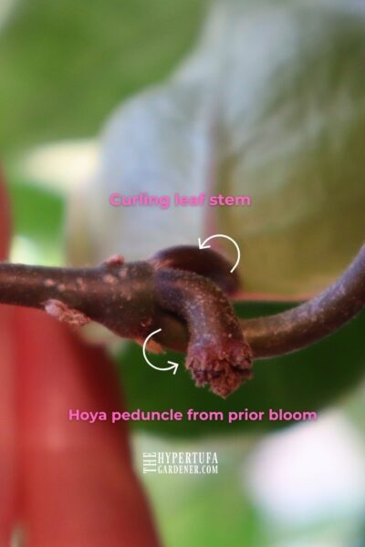 close shot of curling leaf stem of hoya and the hoya peduncle