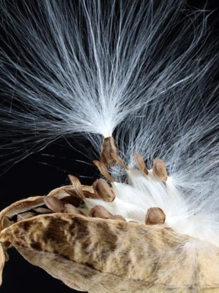 milkweed pod (Asclepiadoideae species ) similar to Hoya pod full of fluffy seeds