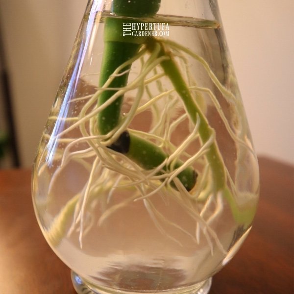 many roots growing from stem cutting in bottle of water 