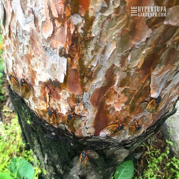 many cicadas on a tree trunk