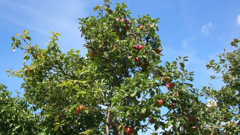 apple tree against blue sky