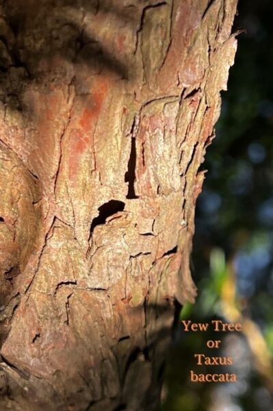closeup of bark of yew tree