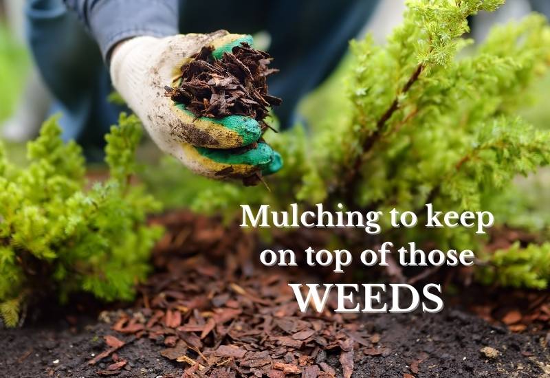 Mulching to keep on top of those WEEDS